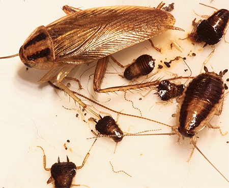 Избавление от тараканов способы и советы