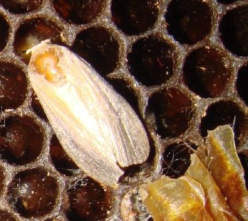 взрослая пчелиная моль