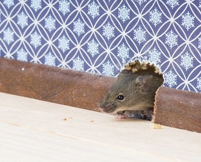 Борьба с мышами в квартире