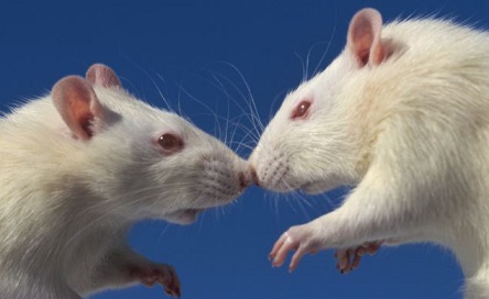 Общение крыс
