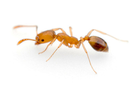фараоновы муравьи