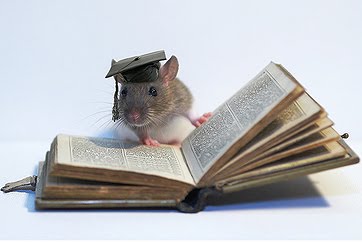 крыса с книгой