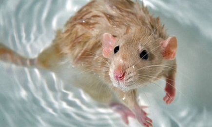 купание домашних крыс