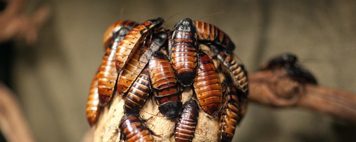 потомство мадагаскарских тараканов фото
