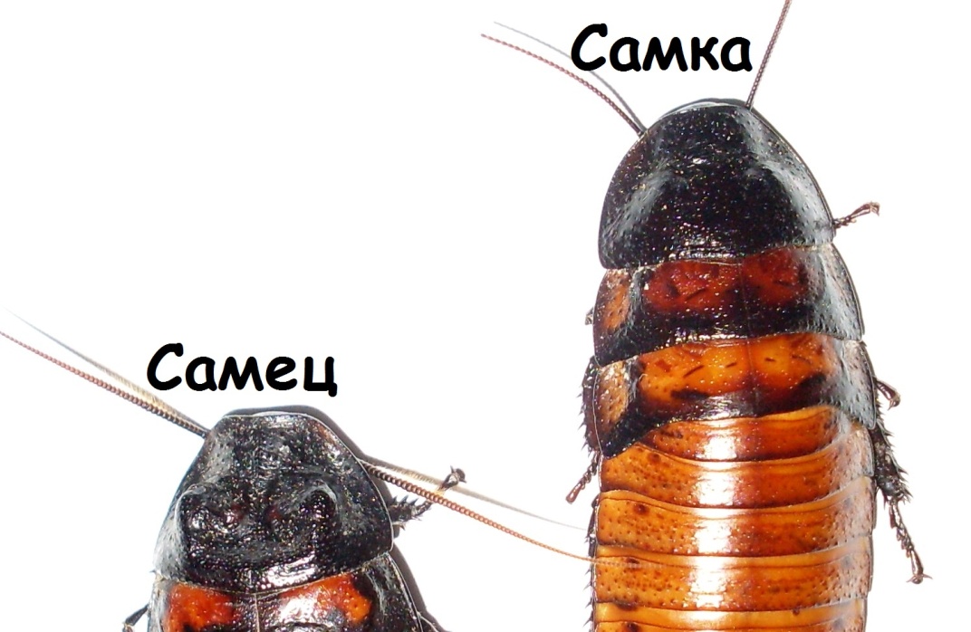 различие самца и самки мадагаскарских тараканов