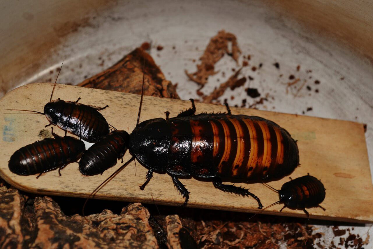 самка мадагаскарского таракана с потомством фото