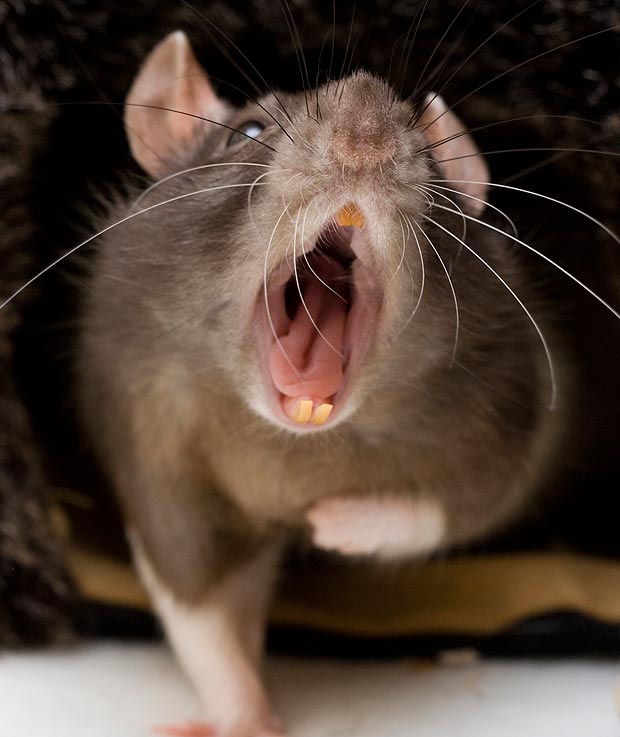 укус декоративной крысы