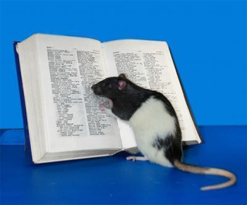 умные крысы