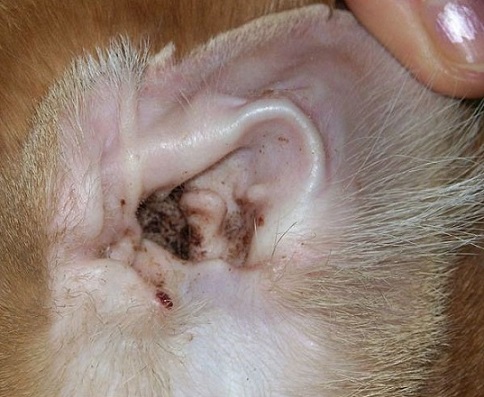 Как выглядит ушной клещ у кошек (отодекоз)