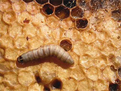 Личинка пчелиной моли на сотах 1