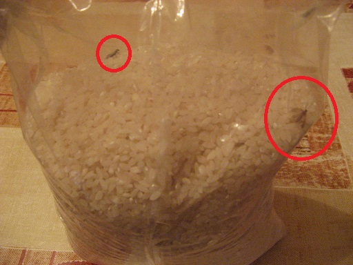 Моль в пакете с рисом