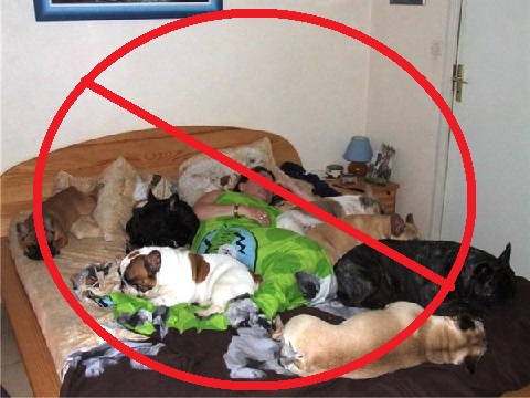 Собаке не место на кровати
