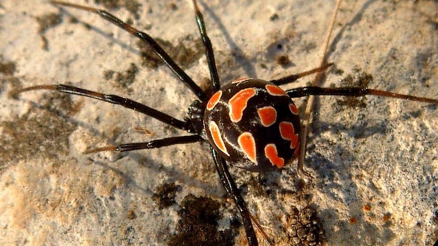 Топ 5 самых ядовитых пауков в нашей стране