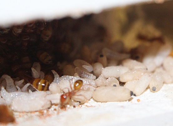 личинки и яйца муравьев