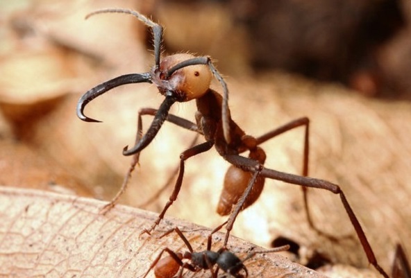 Как живут муравьи