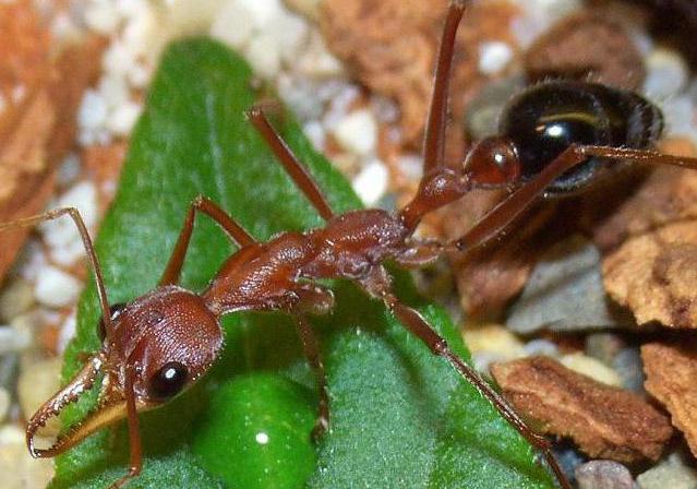 муравьи бульдоги