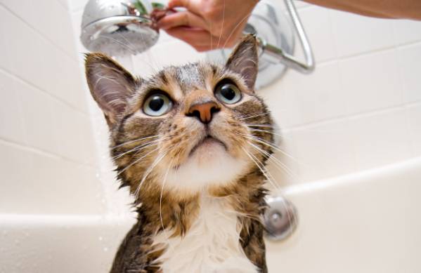 мытье кота от блох