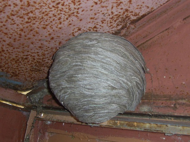 осиное гнездо в гараже