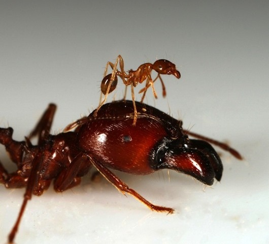 разновидности муравьев