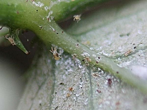 внешний вид паутинного клеща на растении.