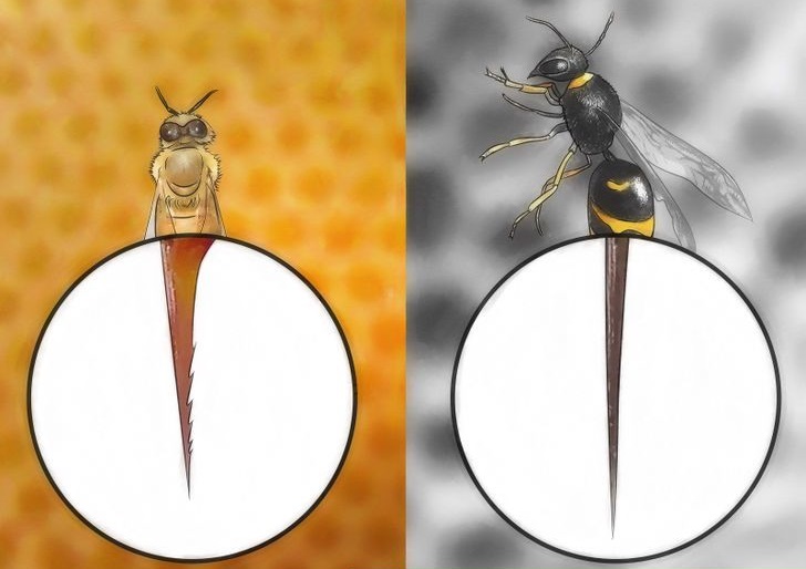 жало пчелы и осы