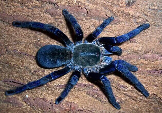 Фото синего тарантула