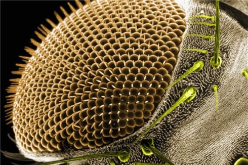 Глаз мухи под микроскопом