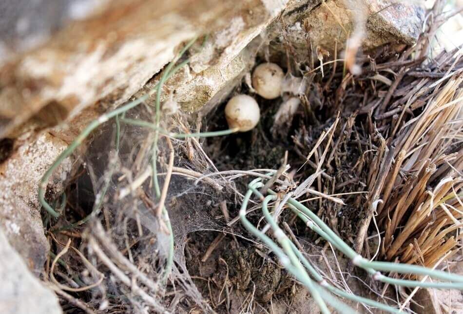 Как выглядит гнездо каракурта фото