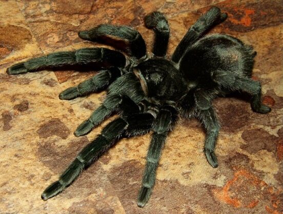 Красивый черный паук