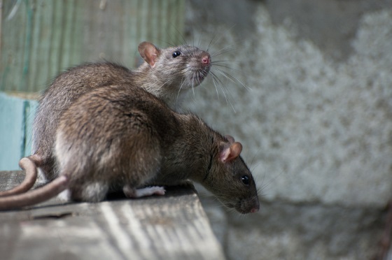 Крысы в доме