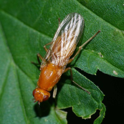Морковная муха фото 3