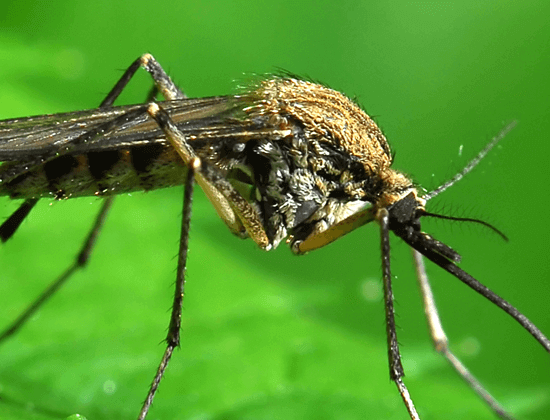 комар под микроскопом