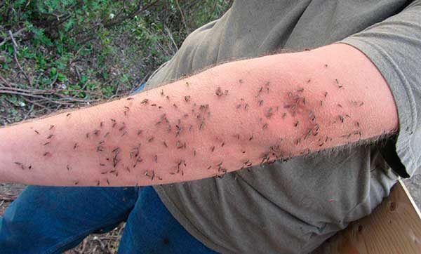 много комаров на руке
