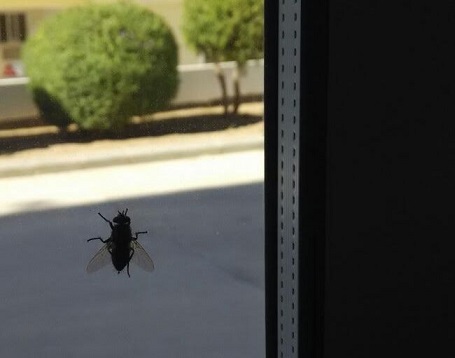 Откуда берутся мухи в доме