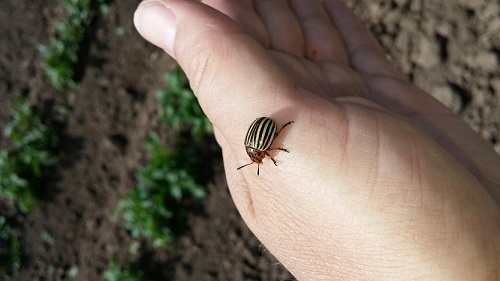 размер колорадского жука