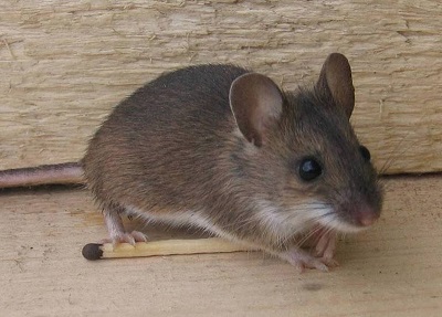 Домашняя мышь