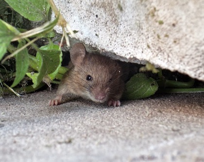 борьба с мышами в частном доме
