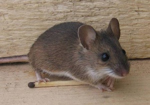 Чего боятся мыши в доме