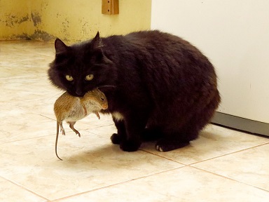 кот поймал мышь
