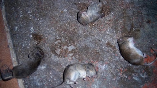 мертвые мыши во сне
