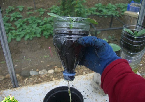 защита корней растений от кротов с помощью пластиковой бутылки